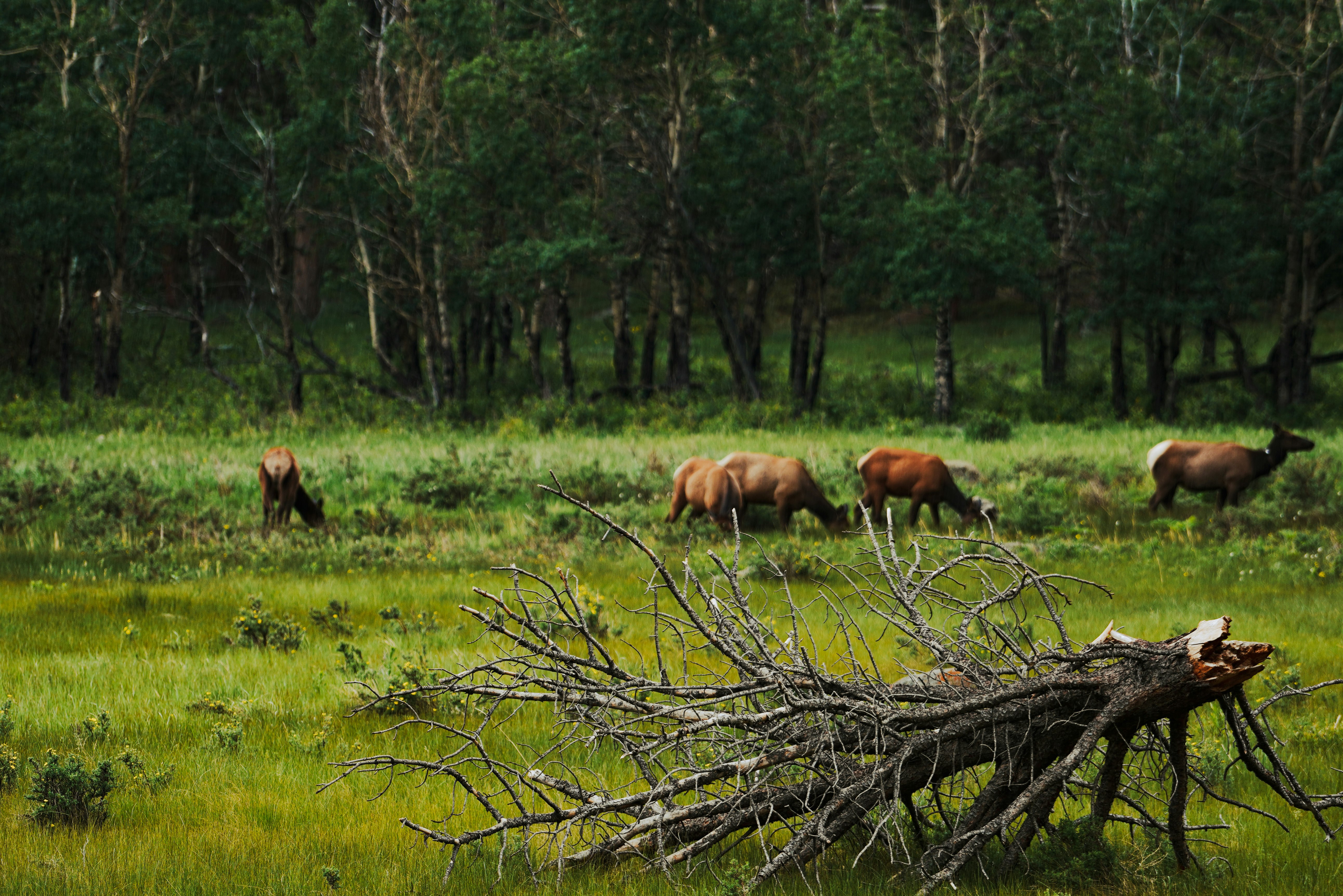 brown horse on brown tree branch